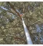 Piła łańcuchowa na kosę z wysięgnikiem 150 cm 28mm 9 zębów